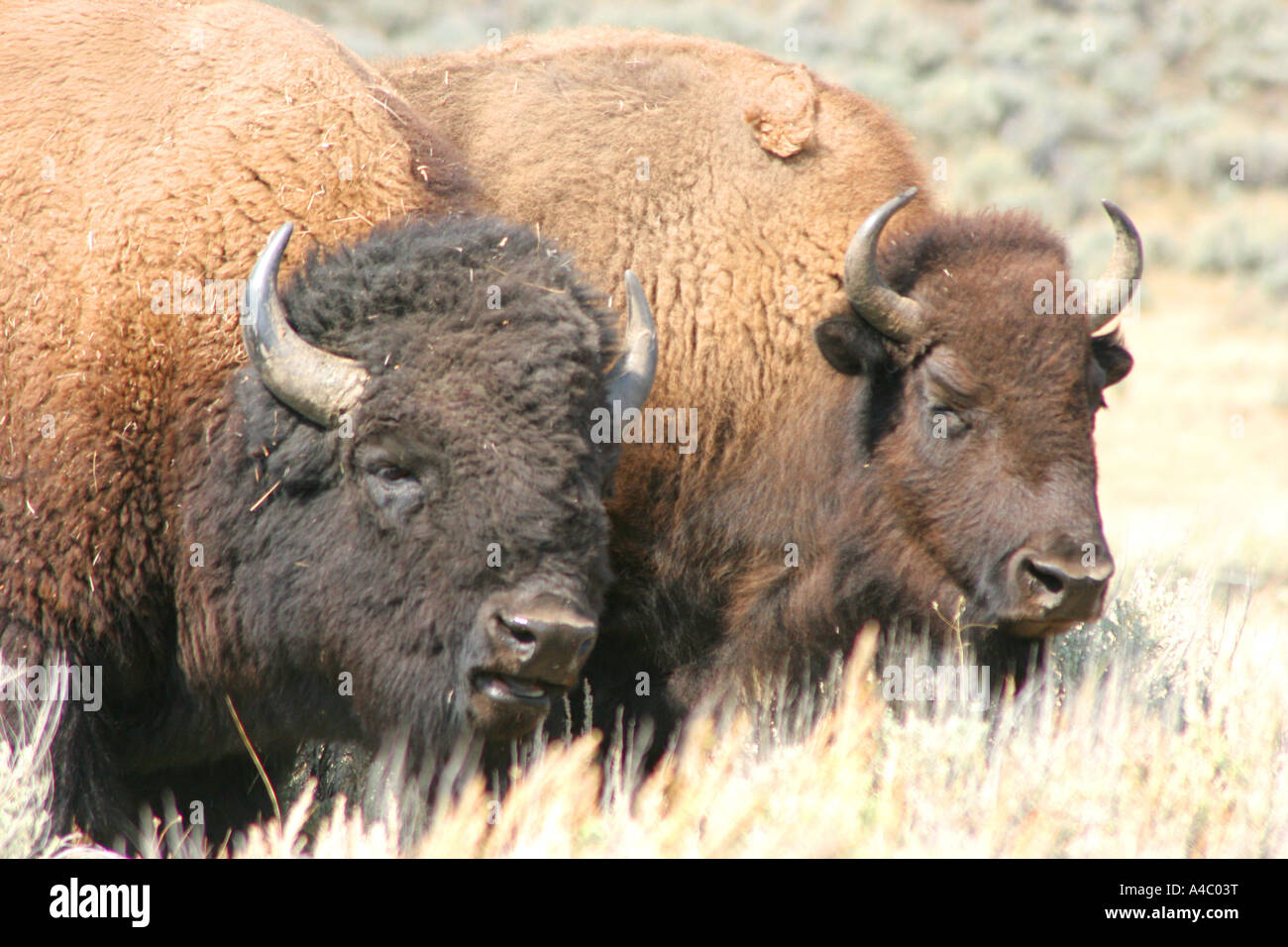 Bison in das Lamar Valley, Yellowstone-Nationalpark, wyoming Stockfoto