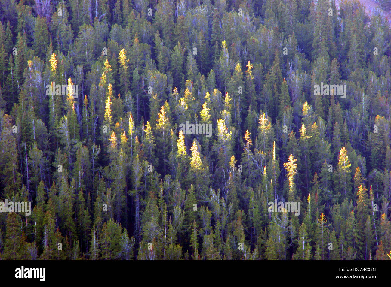 Sonnenlicht auf Bäumen, wyoming Stockfoto