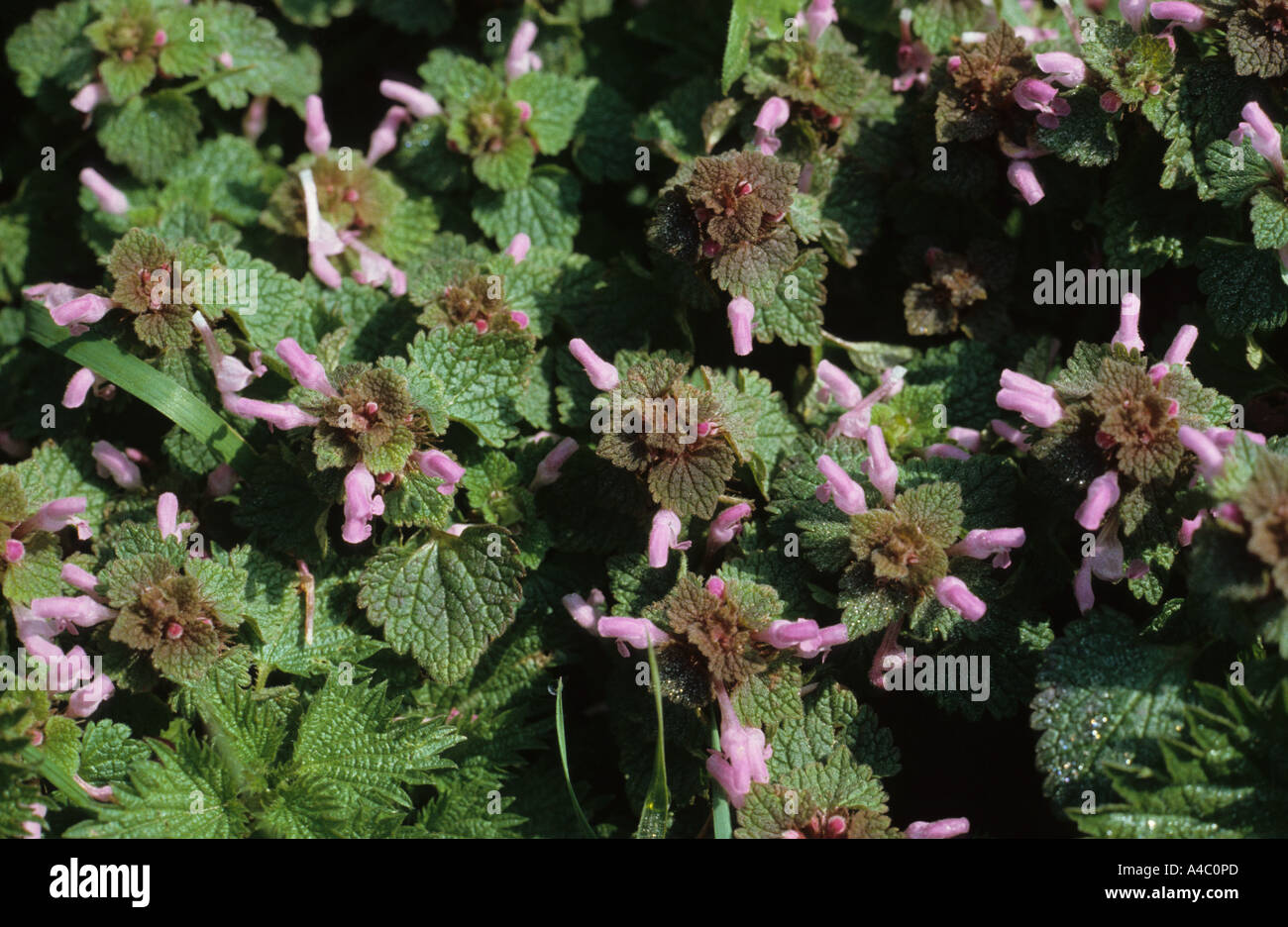 Red Dead Nessel Lamium Purpureum in Blüte Stockfoto