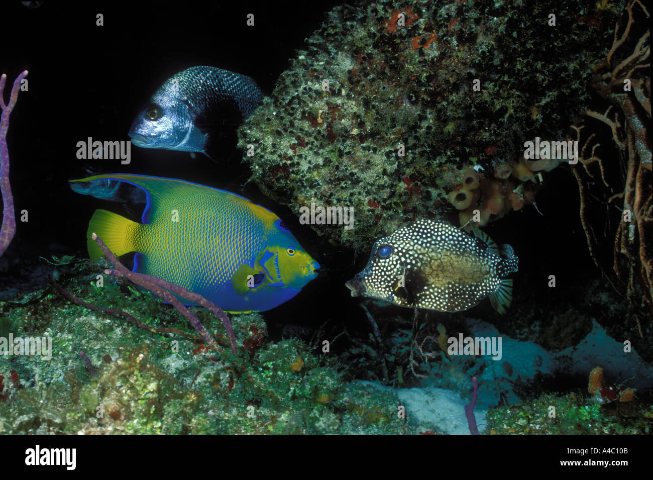 VERSCHIEDENEN MARINE LIFE KÖNIGIN KAISERFISCH GLATT TRUNKFISH UND SAILOR S CHOICE GRUNT IN COZUMEL MEXIKO Stockfoto