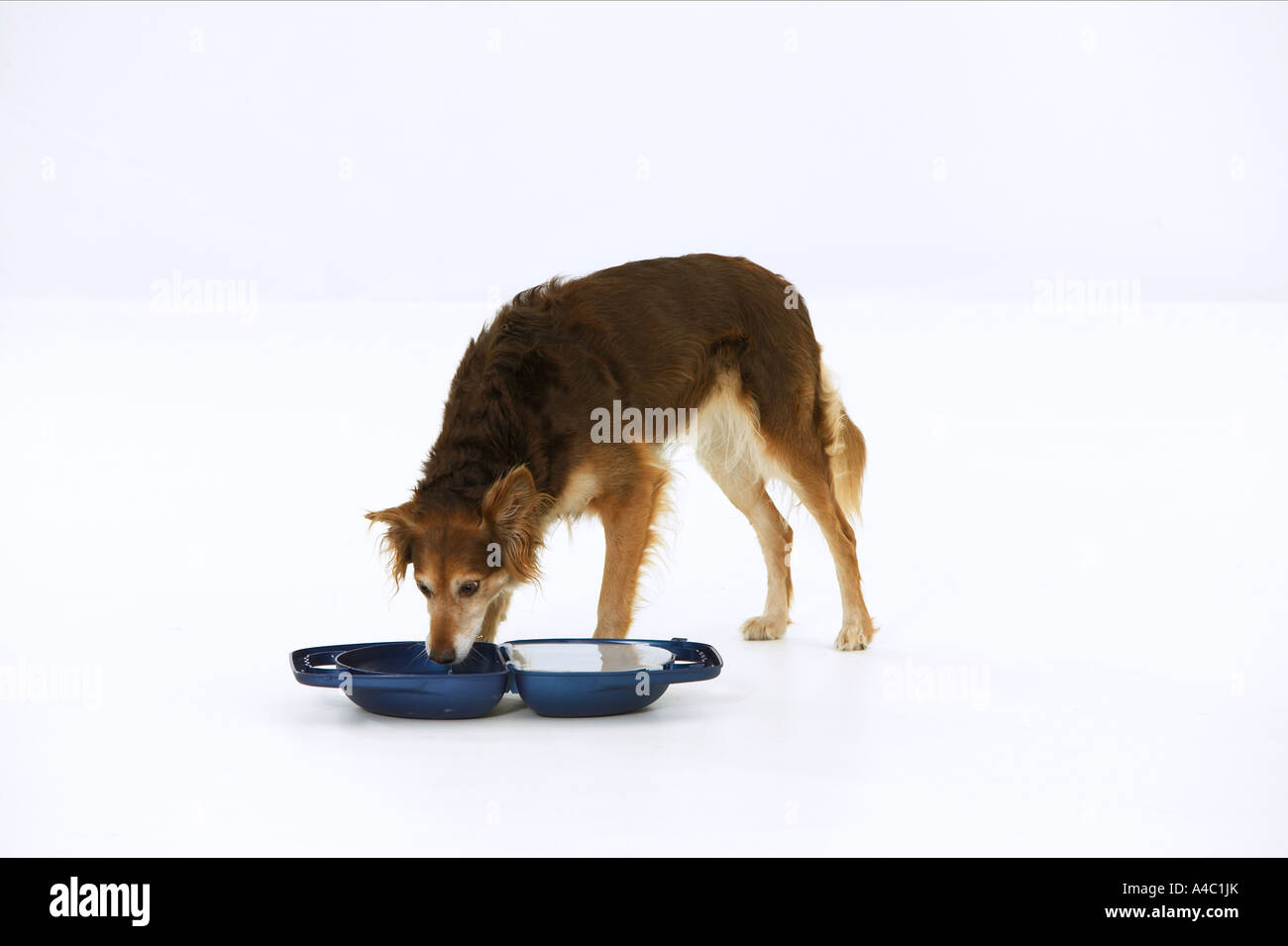halbe Rasse Hund Essen und trinken aus einer Reise-Schale Stockfoto