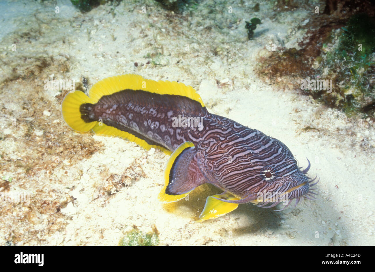 HERRLICHE KRÖTENFISCH SANOPUS SPLENDIDUS COZUMEL MEXIKO Stockfoto