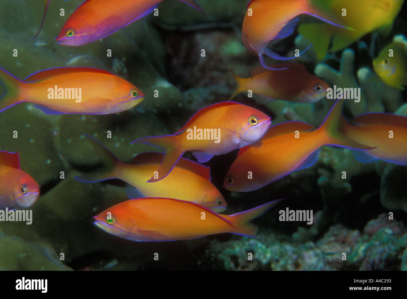 SCALEFIN FEE BASSLET PSEUDANTHIAS SQUAMMIPINNIS Stockfoto