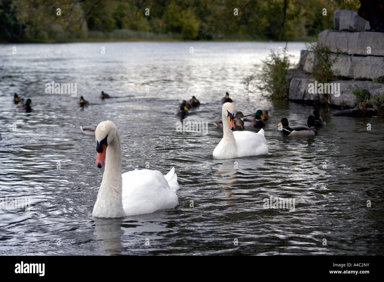 Männliche und weibliche königliche Mute weiße Schwäne (Cygnus Olor) auf dem Rideau River Stockfoto