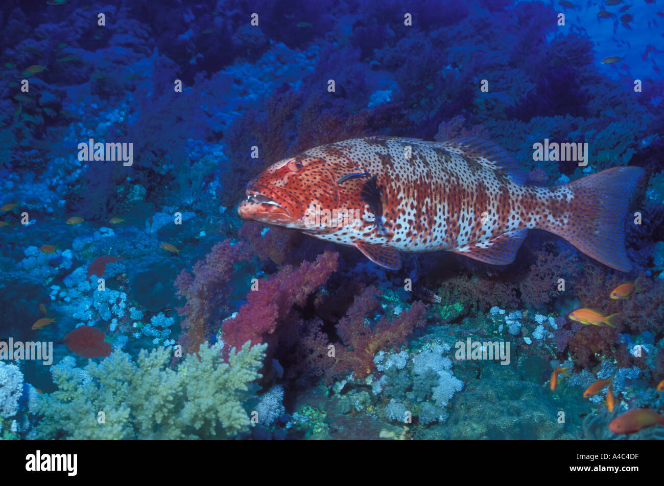 PEACOCK ZACKENBARSCH CEPHALOPHOLIS ARGUS Stockfoto
