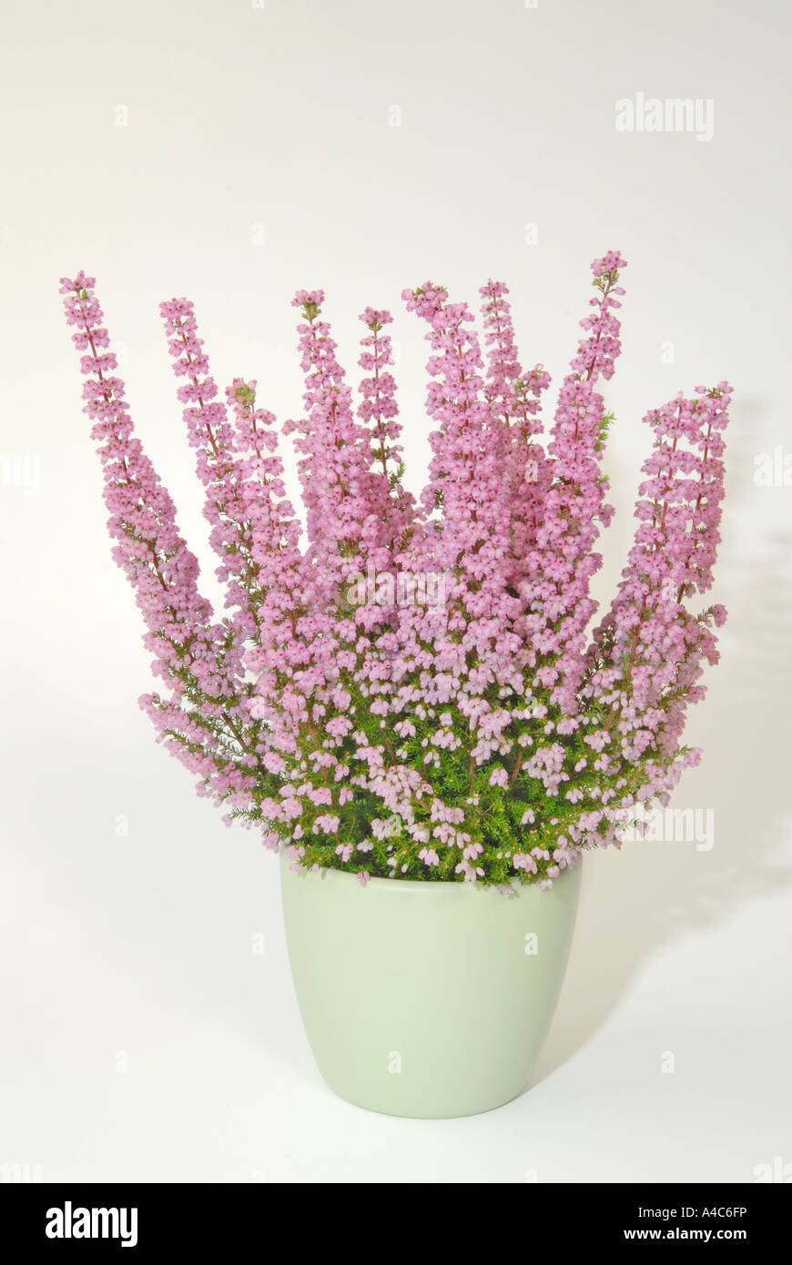 Schottisches Heidekraut, Ling (Calluna Vulgaris), Sorte: County Wicklow, blühenden Topf Stockfoto