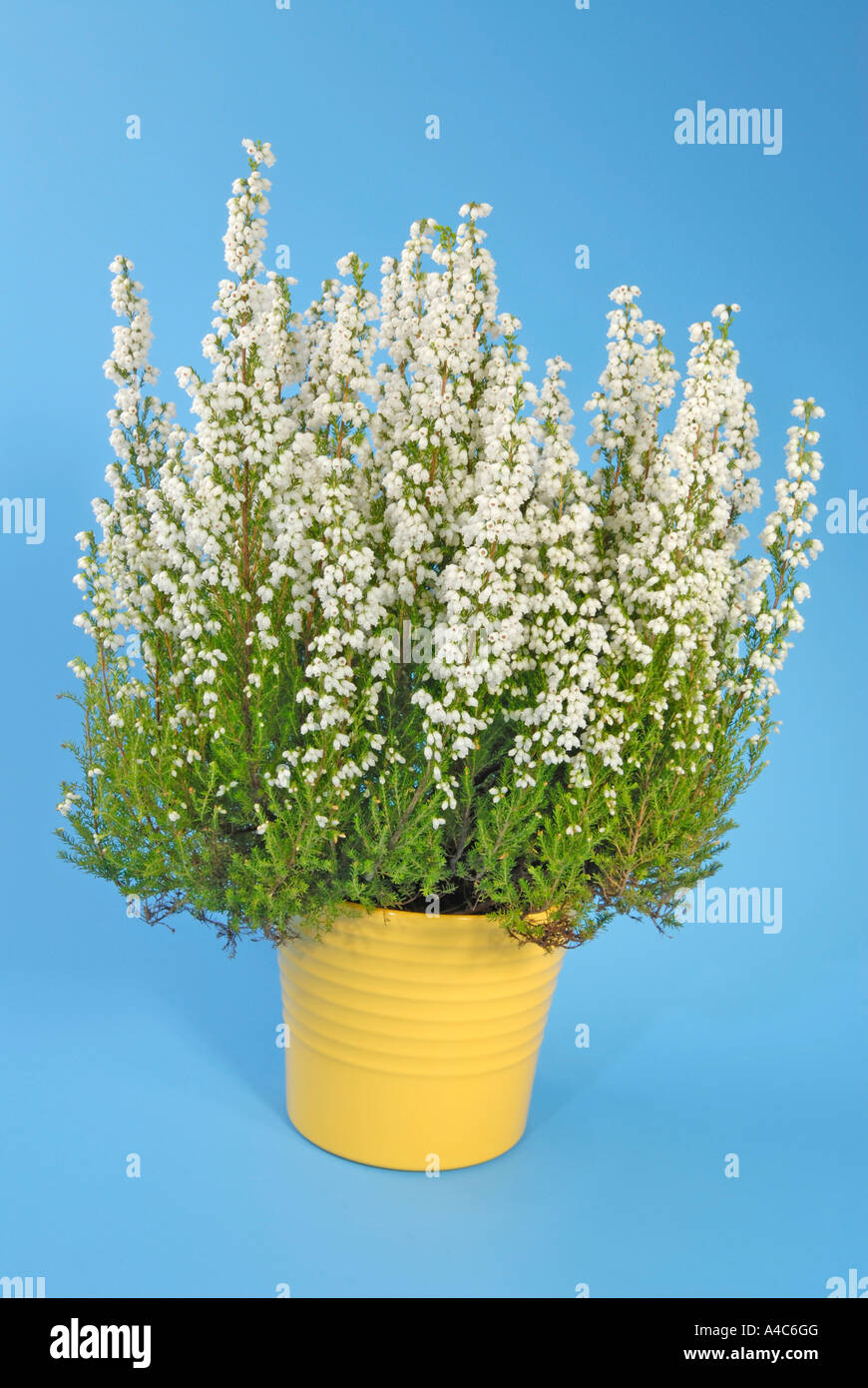 Schottisches Heidekraut, Ling (Calluna Vulgaris), Sorte: Kinlochruel, blühenden Topf, Studio Stockfoto