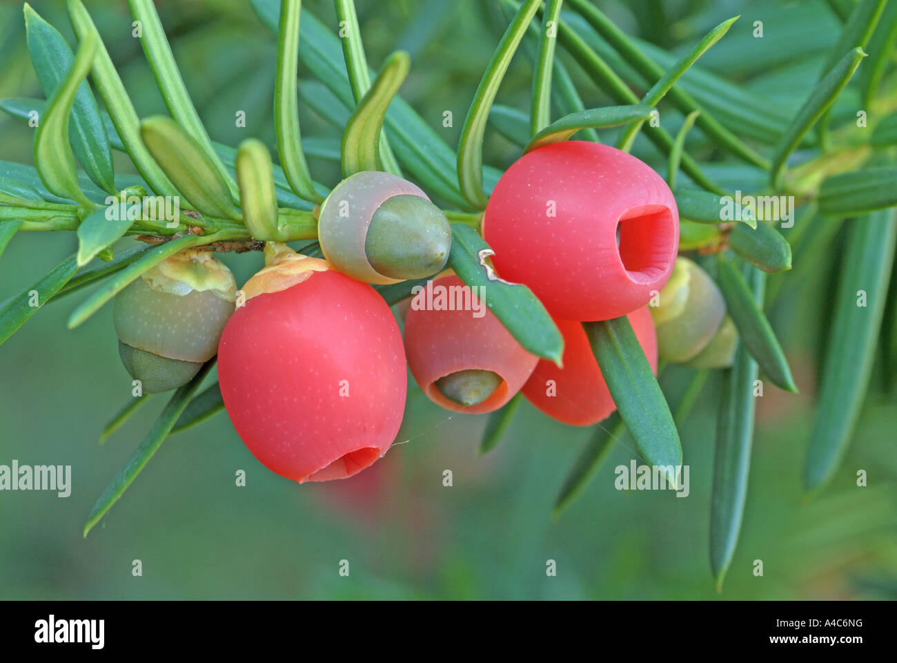 Taxus baccata frucht Fotos und Bildmaterial in hoher Auflösung Alamy