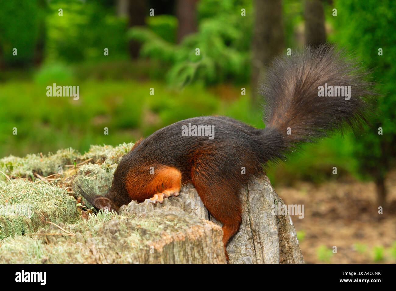 Eichhörnchen (Sciurus Vulgaris), die auf der Suche nach Nahrung in einem faulen Baumstumpf Stockfoto