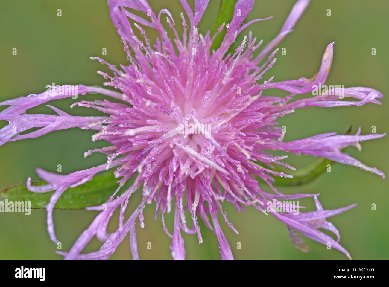 Brown-Flockenblume (Centaurea Jacea), Blume in der Nähe Stockfoto