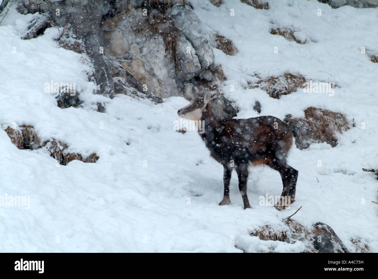 Gämse (Rupicapra Rupicapra) in fallenden Schnee. Österreich-März Stockfoto