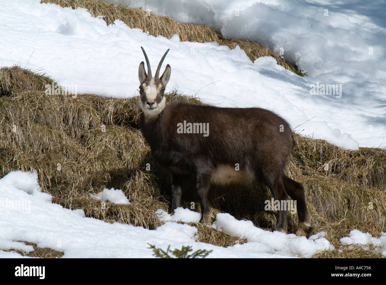 Gämse (Rupicapra Rupicapra) im Schnee bleibt. Österreich-März Stockfoto