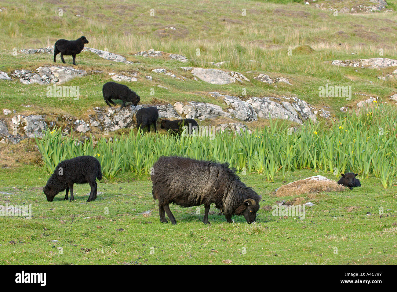 Hebridean Schafe (Ovis Ammon Aries), weidende Gruppe. Stockfoto