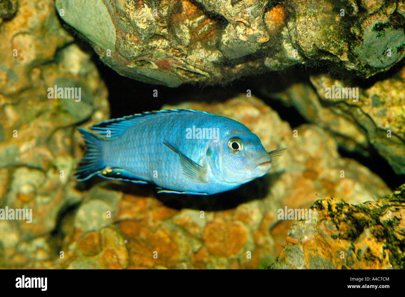 Socolofi (Pseudotropheus Socolofi), Tansania-Februar Stockfoto
