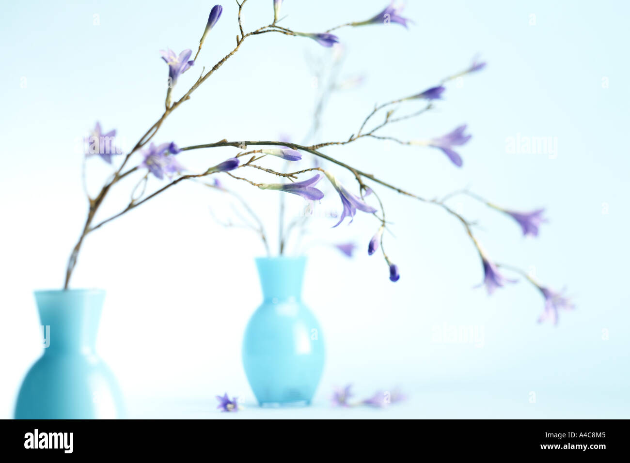 zwei Vasen mit violetten Blüten auf einem blassen blauen Hintergrund Stockfoto