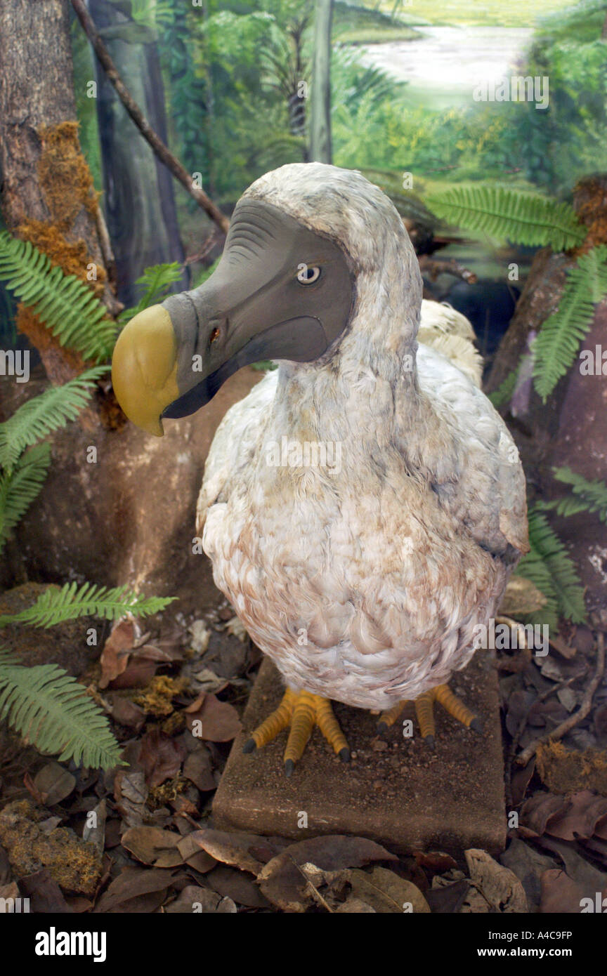 ausgestorbene Dodo-Vogel von Insel mauritius Stockfoto