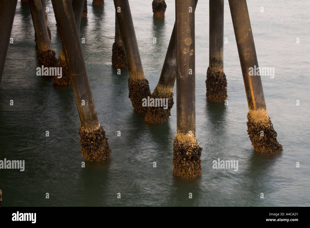 Seepocken auf die stützen von der Santa Monica Pier Los Angeles County California Vereinigte Staaten von Amerika Stockfoto