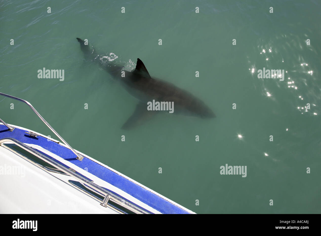 der weiße Hai dicht unter der Oberfläche schwimmen Stockfoto