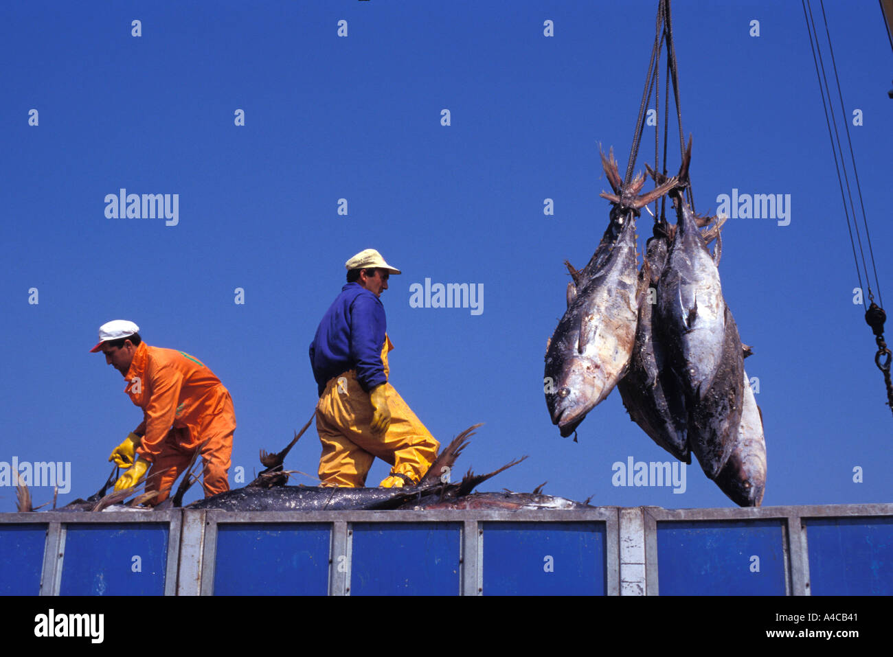 Entladung Thunfisch aus dem Gefrierschrank Schiff in den Hafen von Ribeira in Galicien Spanien Stockfoto