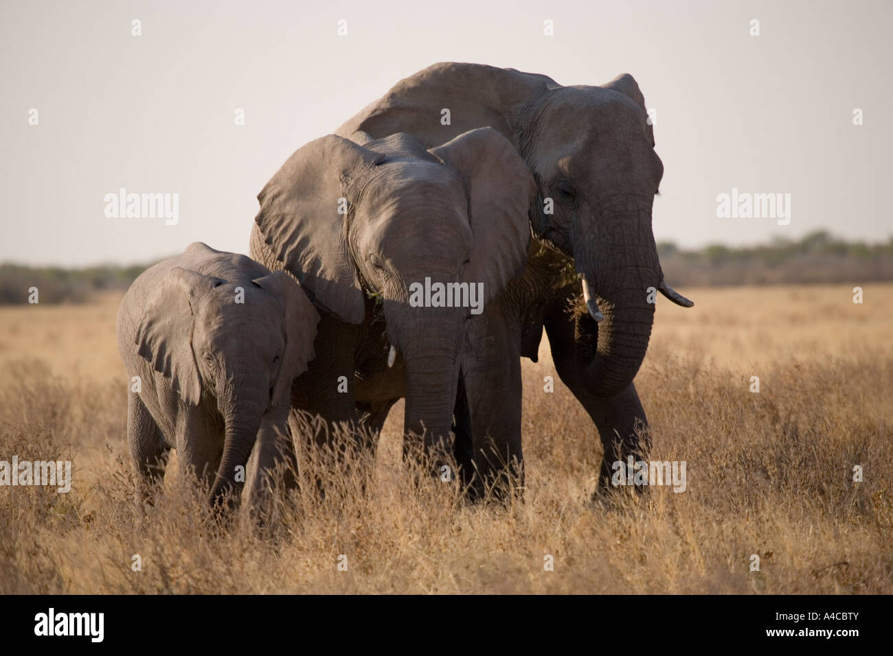 Drei Elefanten, eine Mutter und zwei Kälber, denke ich, zu Fuß über den Etosha Nationalpark, Namibia. Lateinischer Name: Loxodonta Africana. Stockfoto