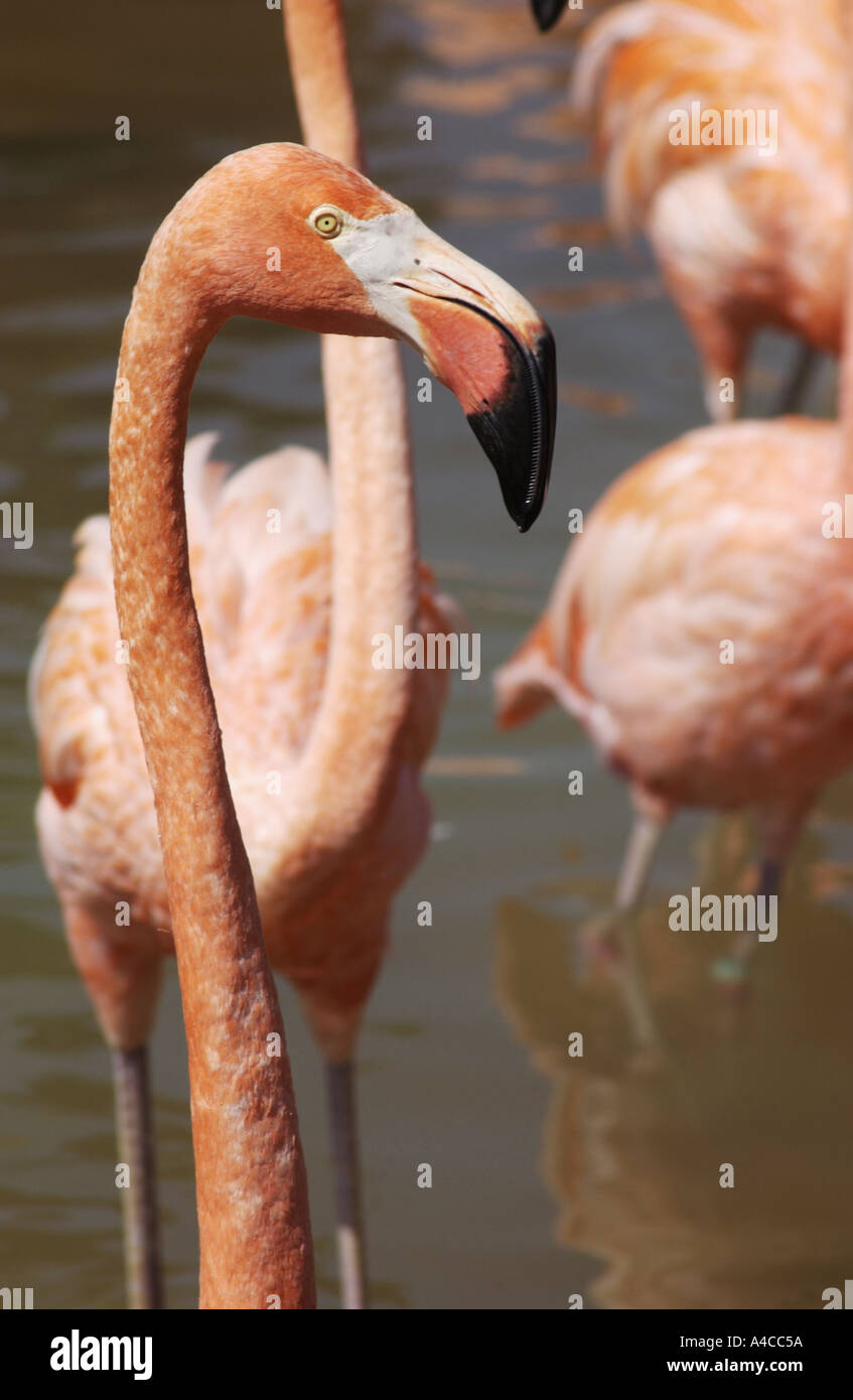 Flamingo Stockfoto