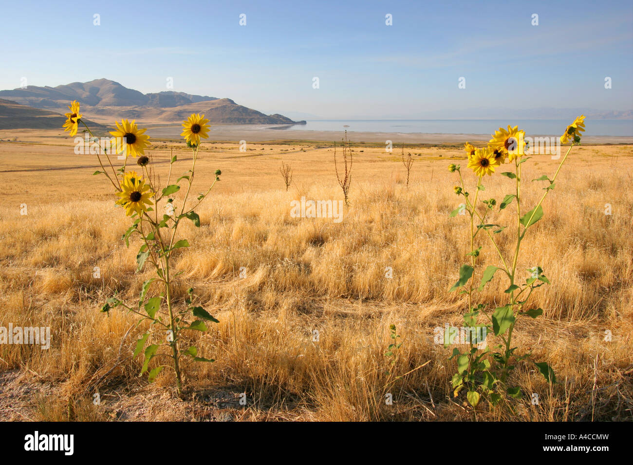 Sonnenblumen, Antelope island State Park, utah Stockfoto