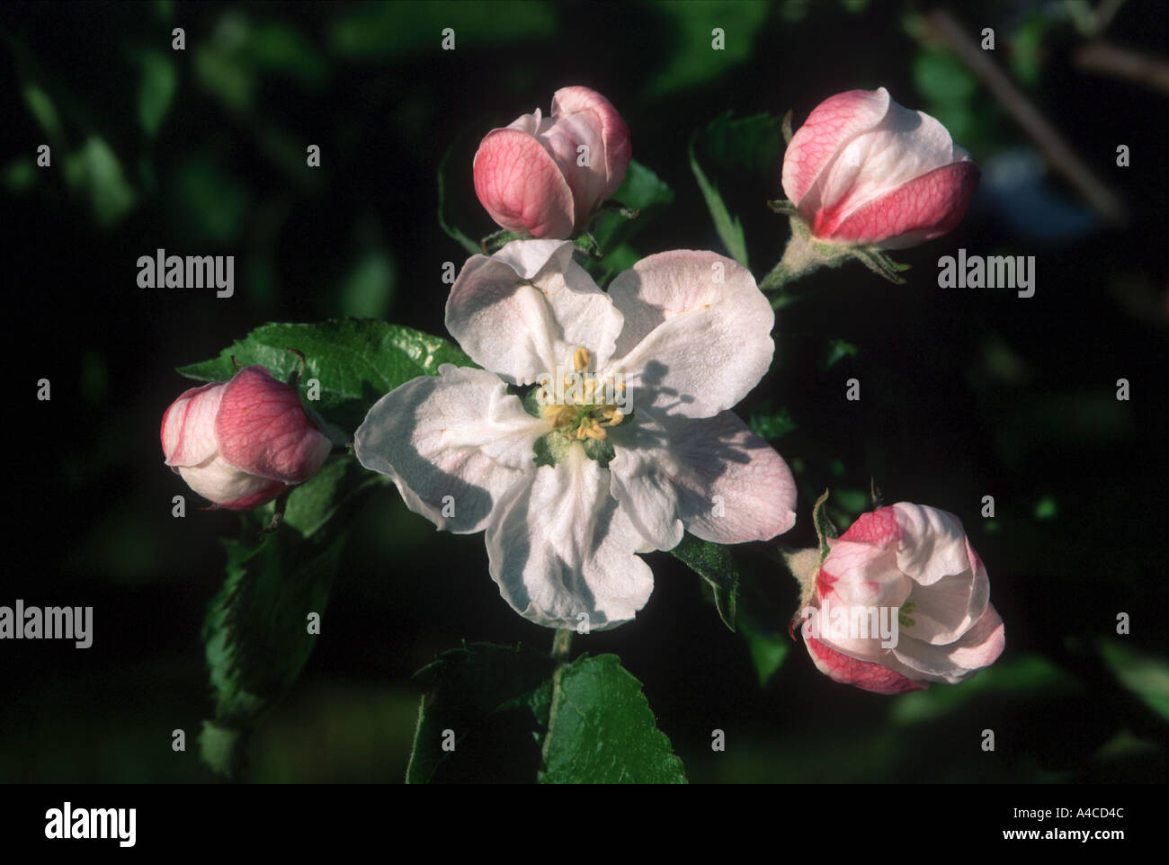 Nahaufnahme der Apfelblüte im Eriskircher Ried Stockfoto