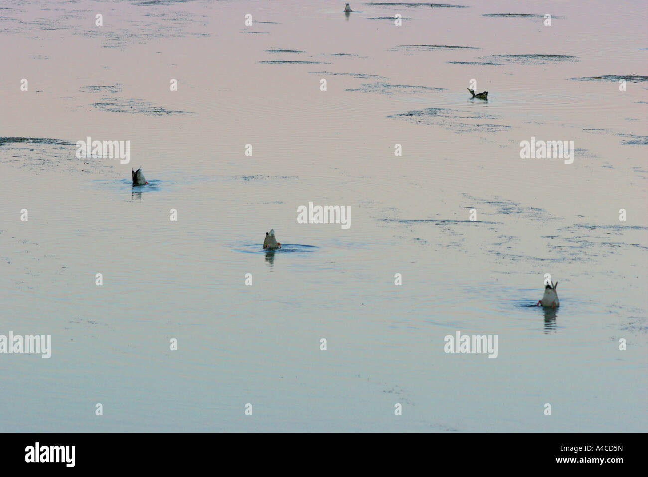 Wasservögel, national Elk Refuge, wyoming Stockfoto