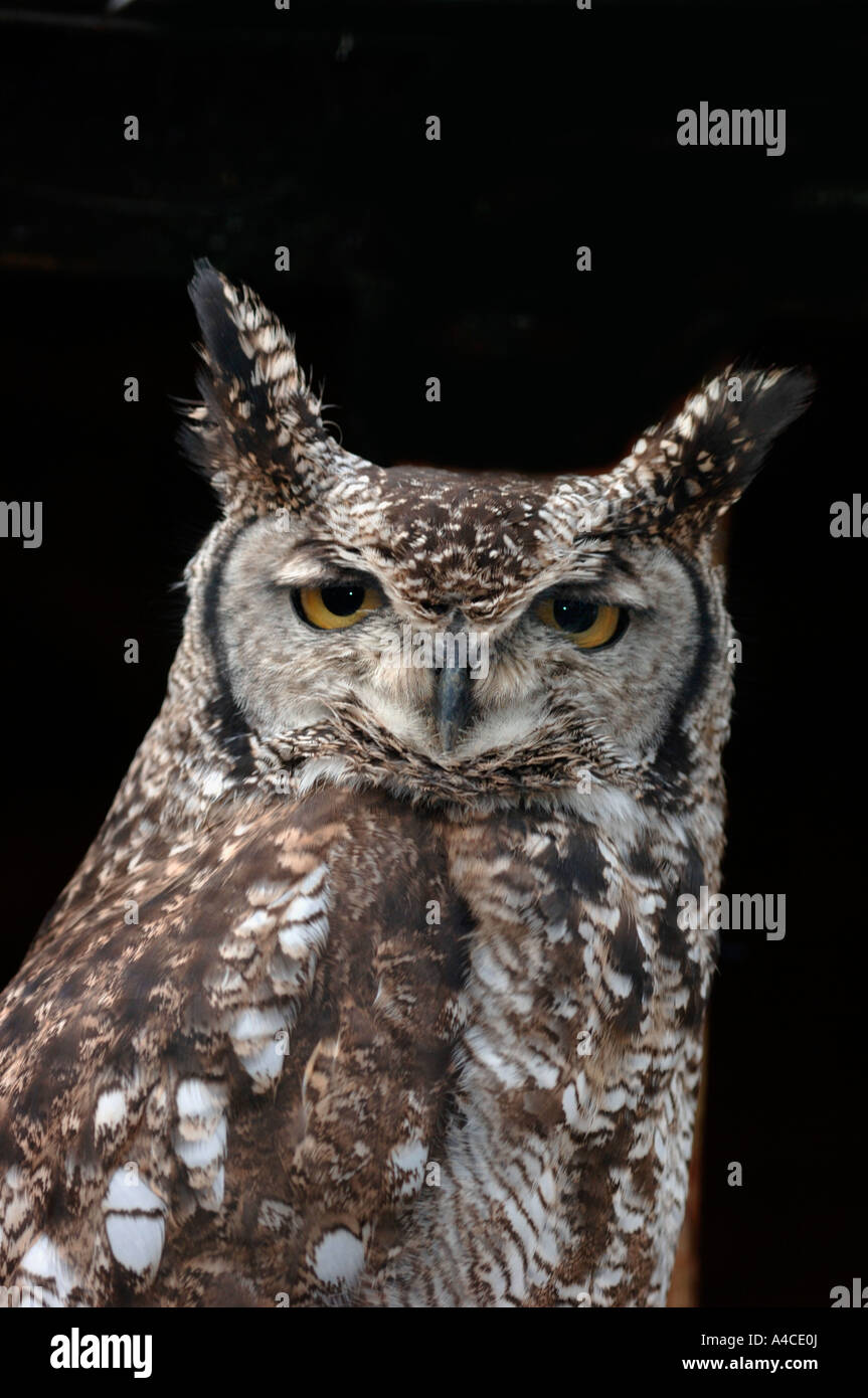 Porträt eines Afrikaners entdeckten Uhu. (Bubo Africanus) Stockfoto