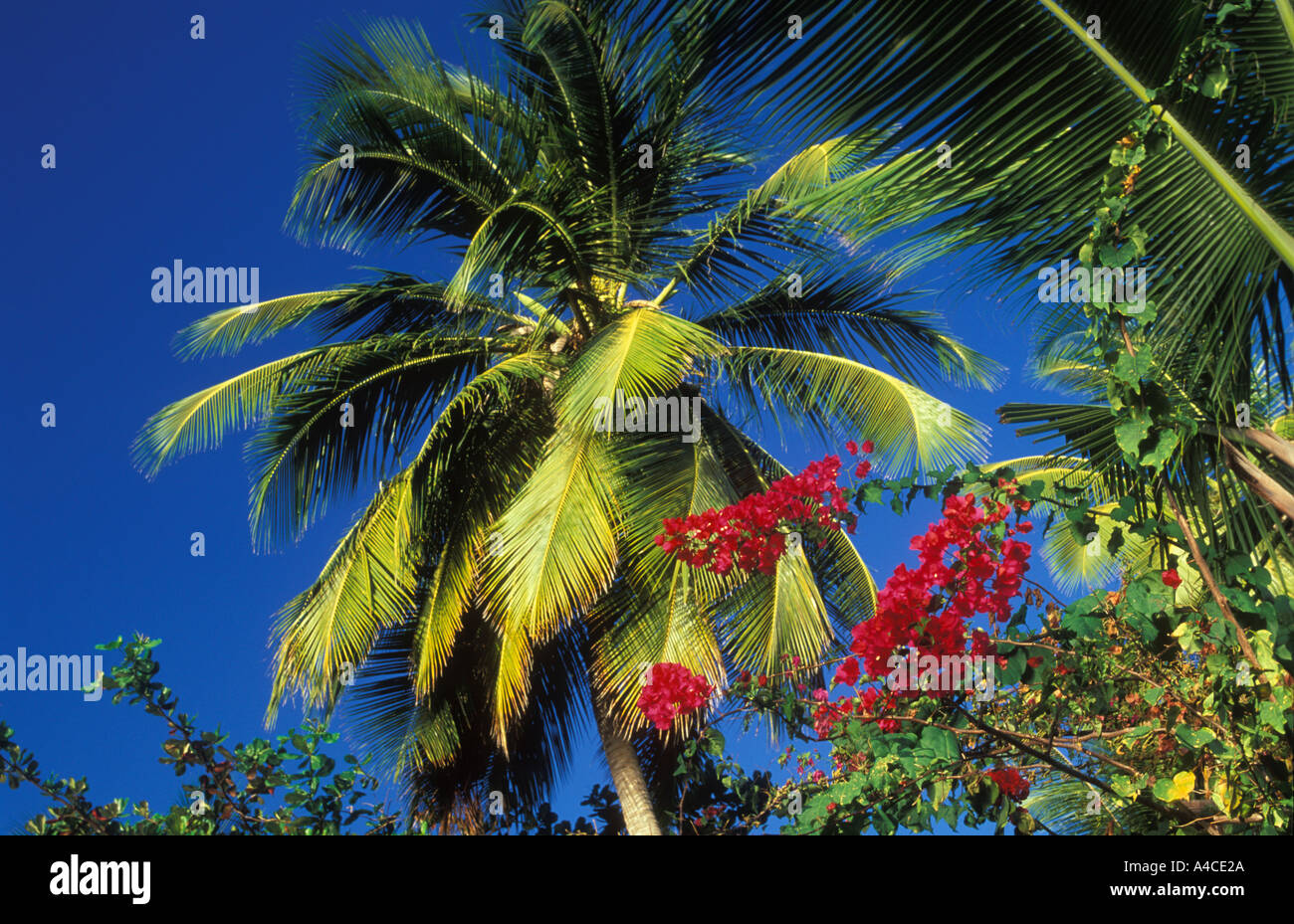 Tropischen Farben Palm Tree Himmel Grenada Stockfoto