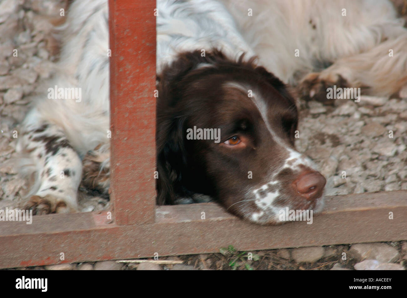 Hund müde Springer Spaniel. Stockfoto