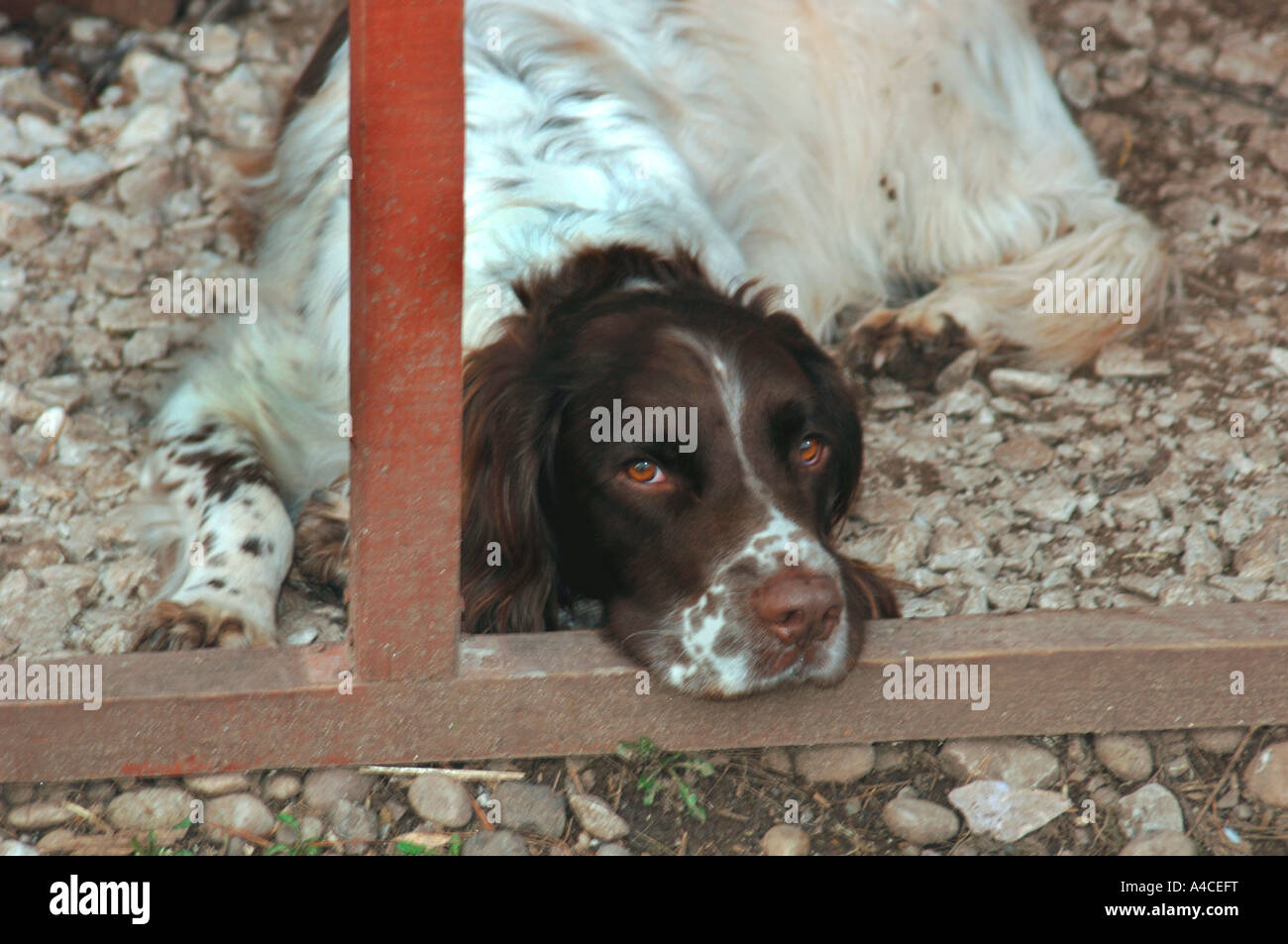 Hund müde Springer Spaniel. Stockfoto