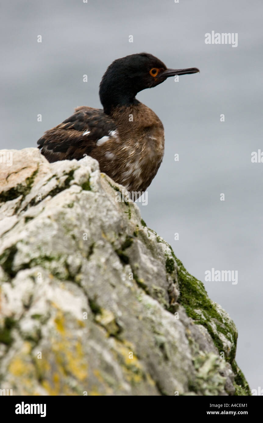 Ein Fels Kormoran auf den Klippen von Gypsy Cove auf den Falkland-Inseln Stockfoto