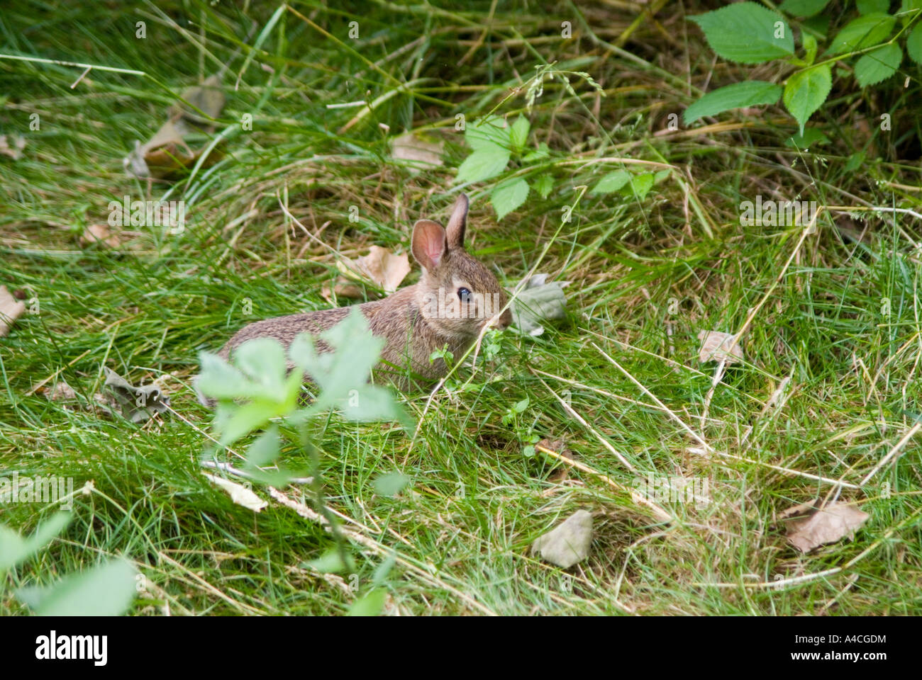 Cottontail Kaninchen, Lancaster County, Pennsylvania. Stockfoto