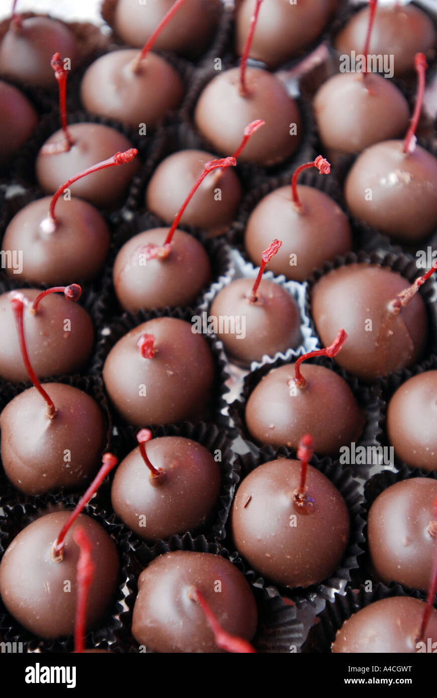 "Schokolade bedeckt Kirschen" in einem Fach Stockfoto