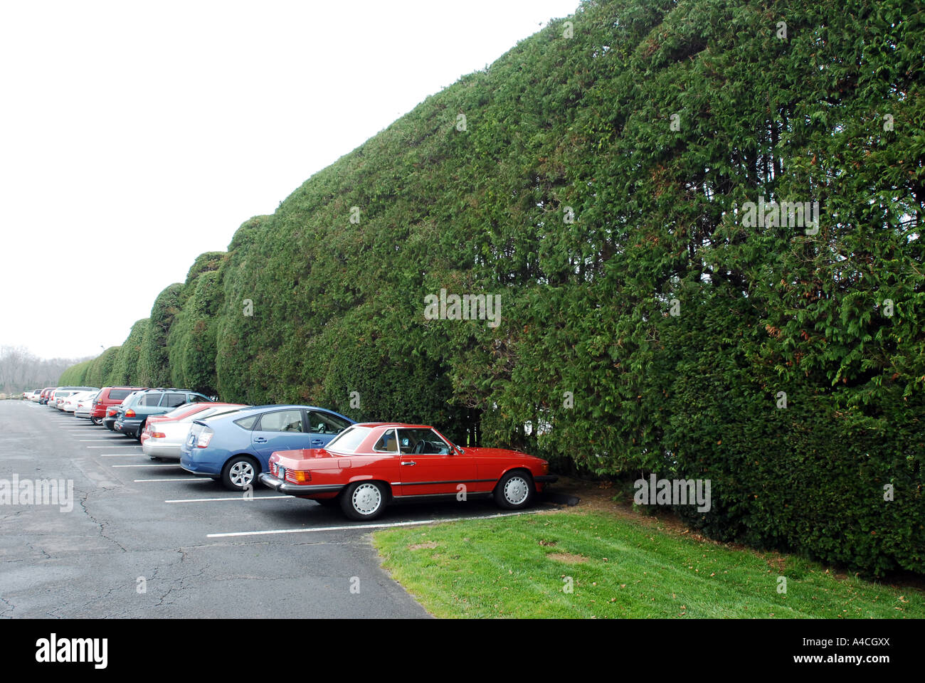 Parkplatz in einem wohlhabenden Land Club mit riesigen Hecken und Autos Stockfoto