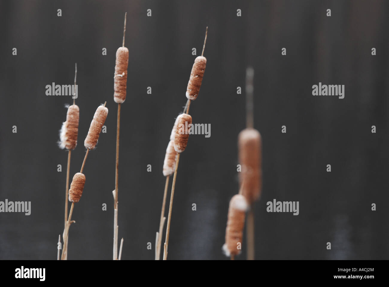 Rohrkolben in ein Reservoir an frisches Trinkwasser, Nature Concepts, Umwelt wächst. Stockfoto