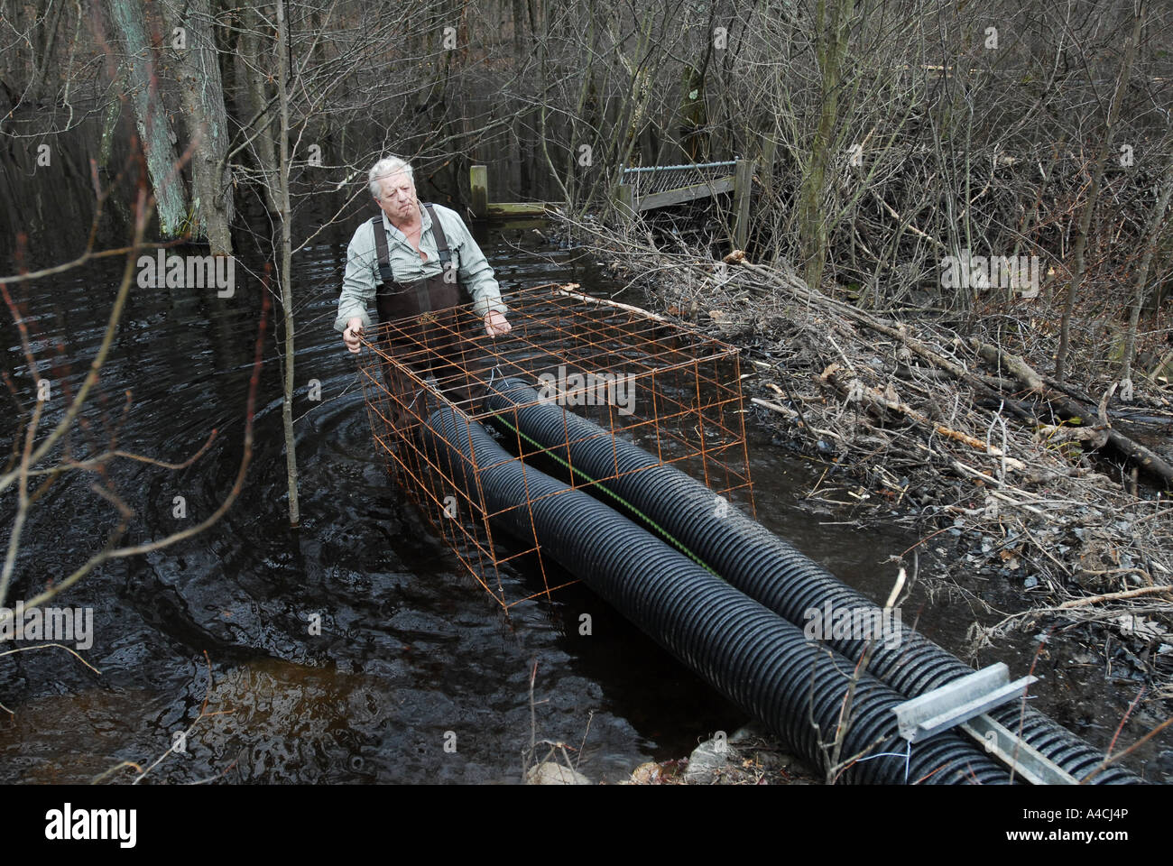 Biber Wildlife Spezialist schafft eine besondere Beaver dam Flut Prävention Gerät der hält ohne Damm Hochwasser Stockfoto