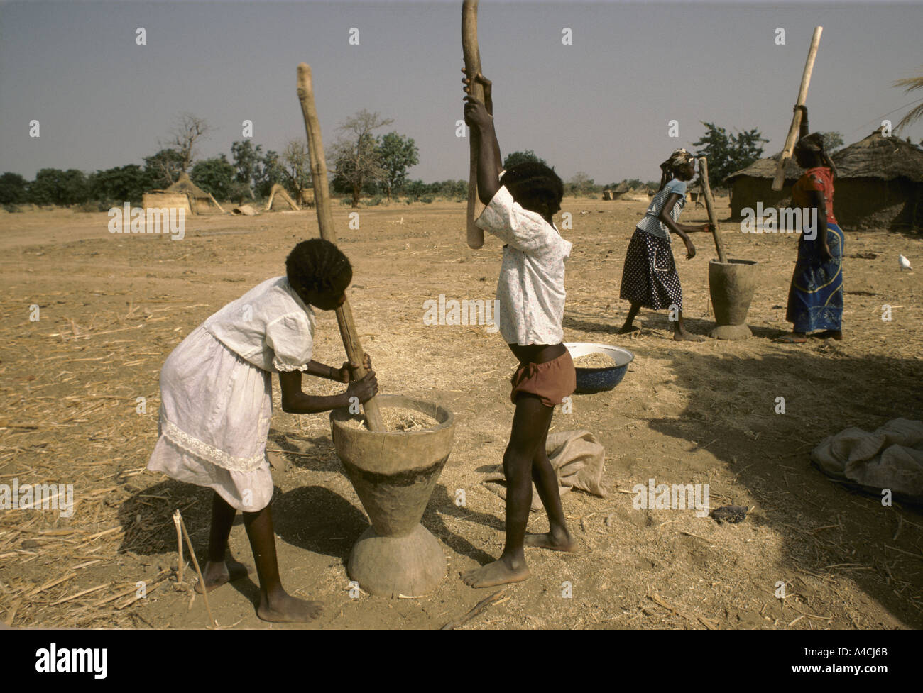 Ernte Hirse Burkina faso Stockfoto