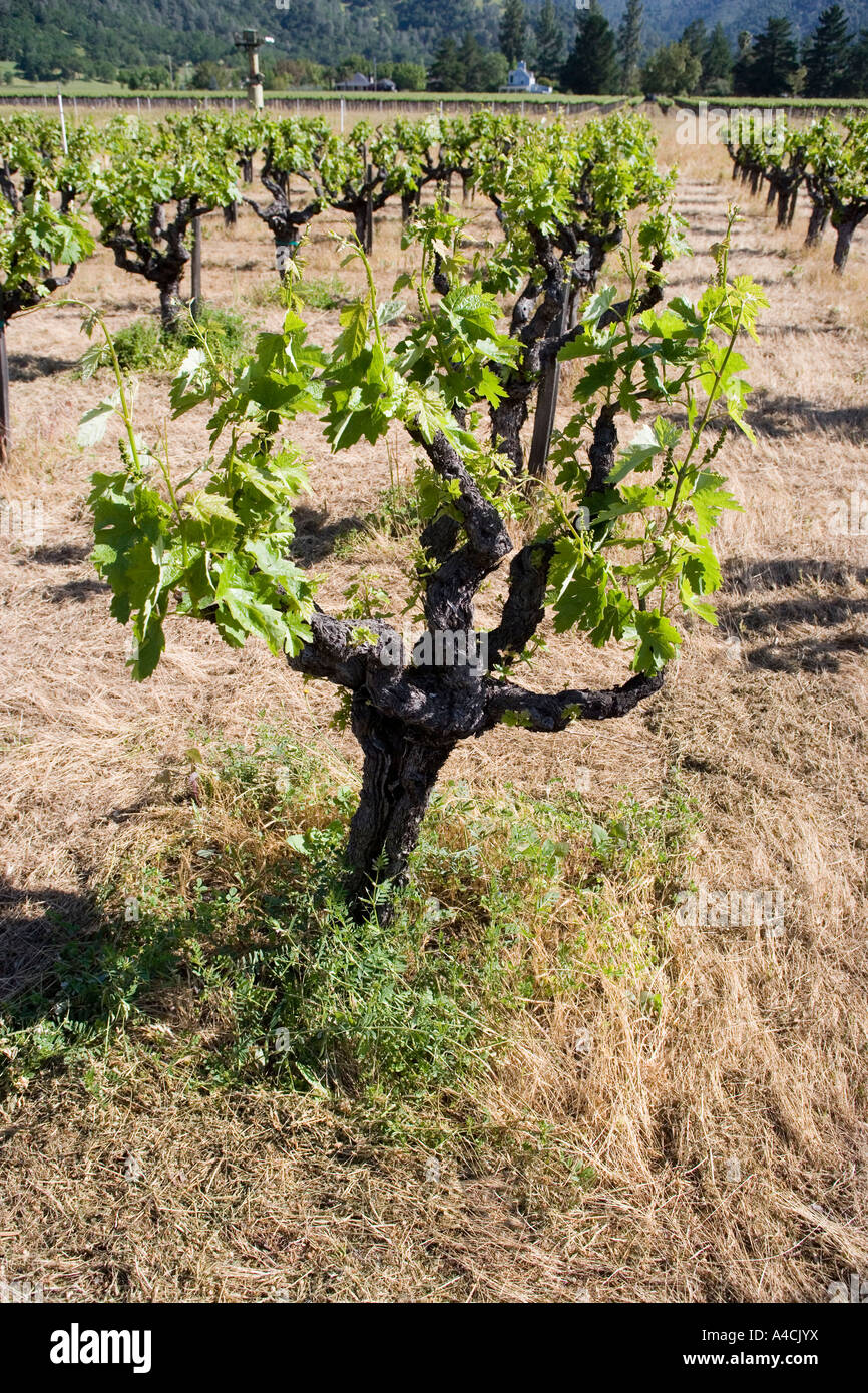 Vineyard Napa Valley Kalifornien USA Stockfoto
