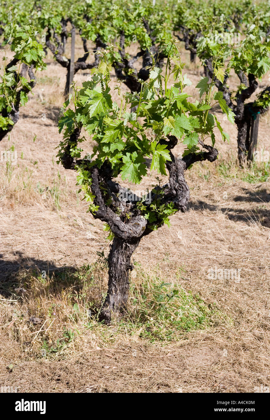 Vineyard Napa Valley Kalifornien USA Stockfoto