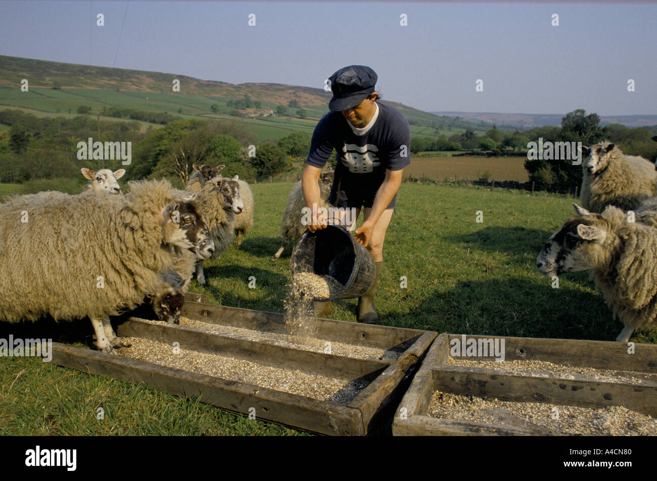 Botton Dorf für Menschen mit Lernbehinderungen, North Yorkshire.  Ein Mitglied der Gemeinschaft ernährt sich die Schafe auf der Farm. Stockfoto