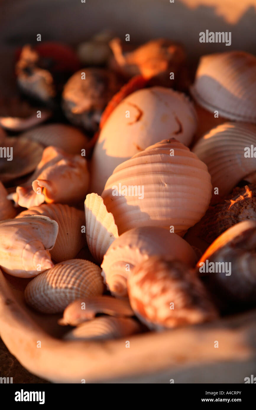 Muscheln Stockfoto