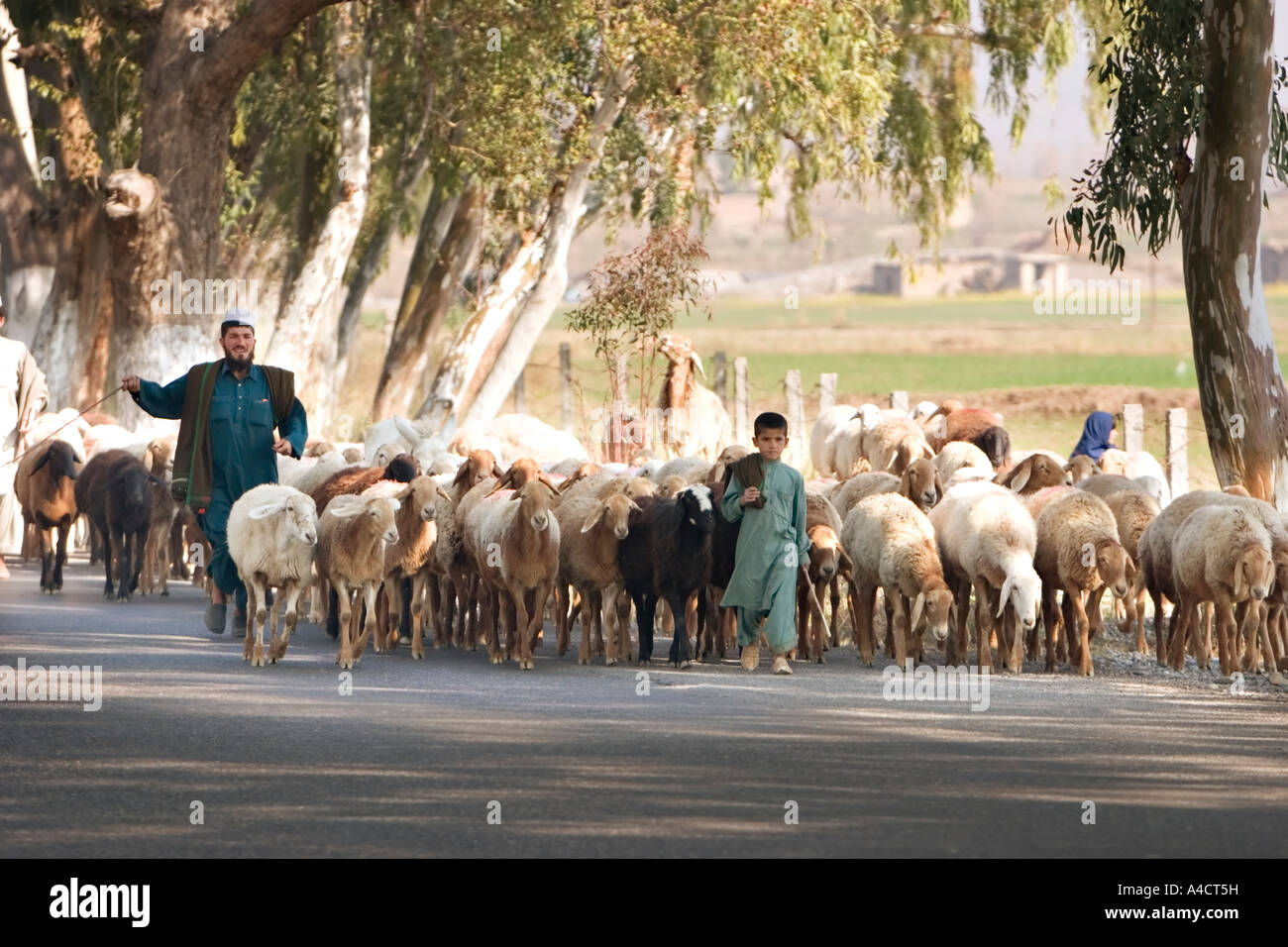 Familie Herden Schafe entlang einer Autobahn in der Nähe von Islamabad in Pakistan Stockfoto