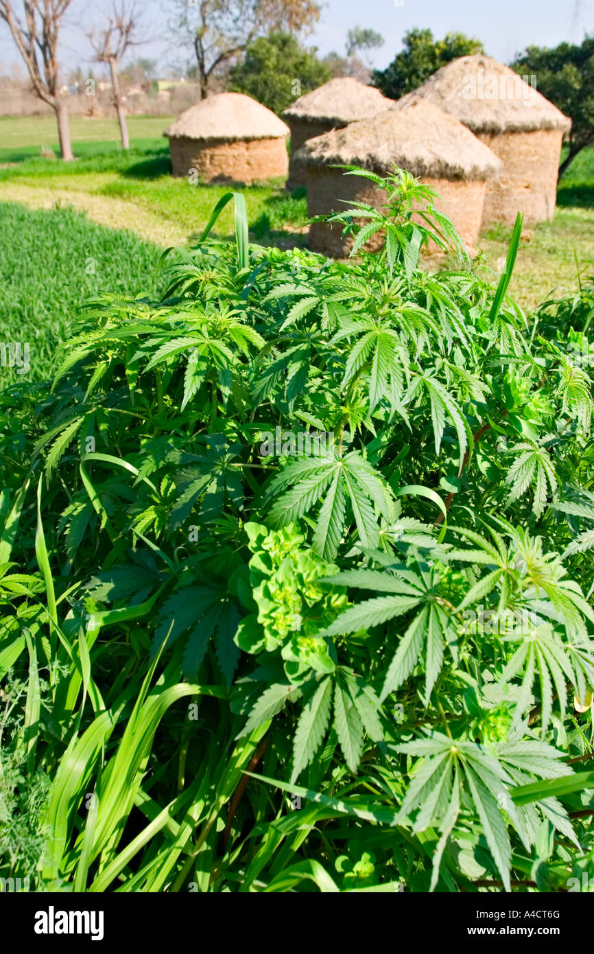 Marihuanapflanze wächst auf Ackerland in Pakistan Stockfoto