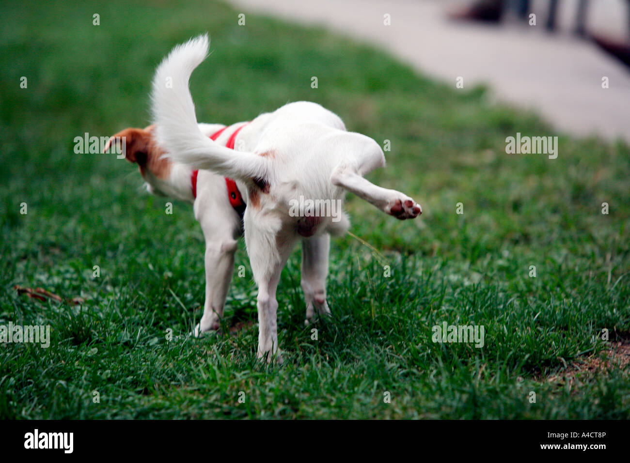 Hund Bein anheben Stockfotografie - Alamy