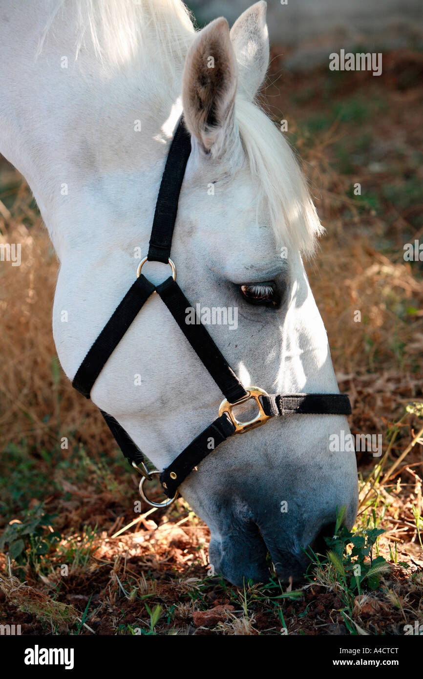 Nahaufnahme von Pferd Essen Stockfoto