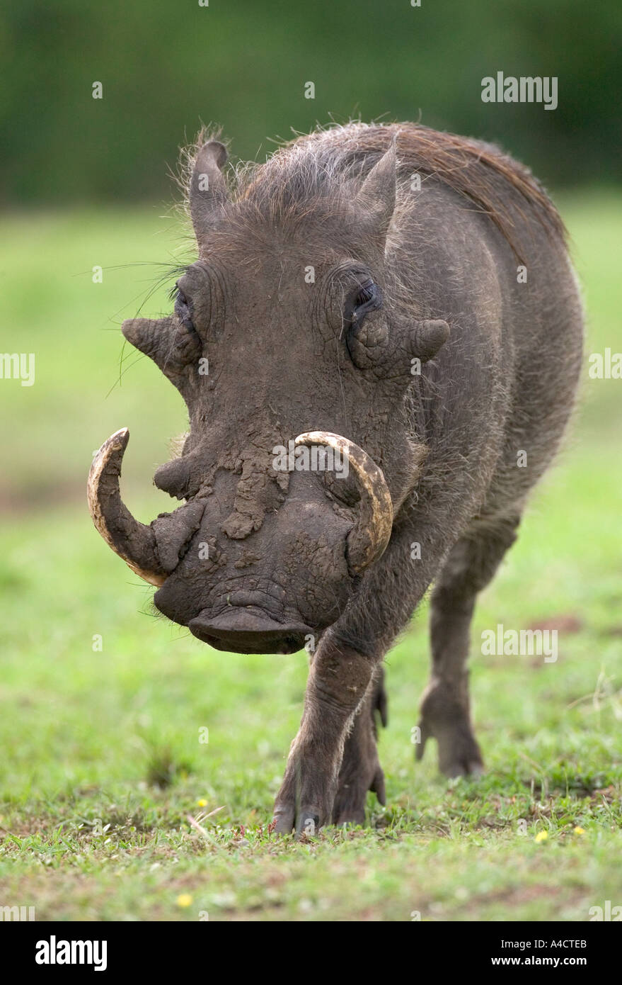 Afrikanische WARZENSCHWEIN Phacochoerus aethiopicus Stockfoto