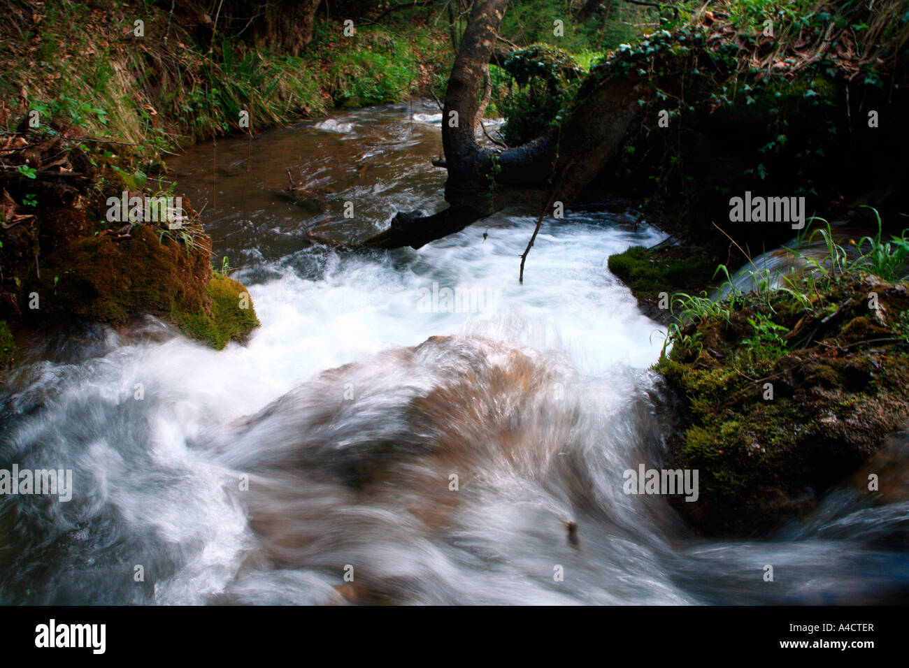 Fluss Rauschen durch Wald Stockfoto
