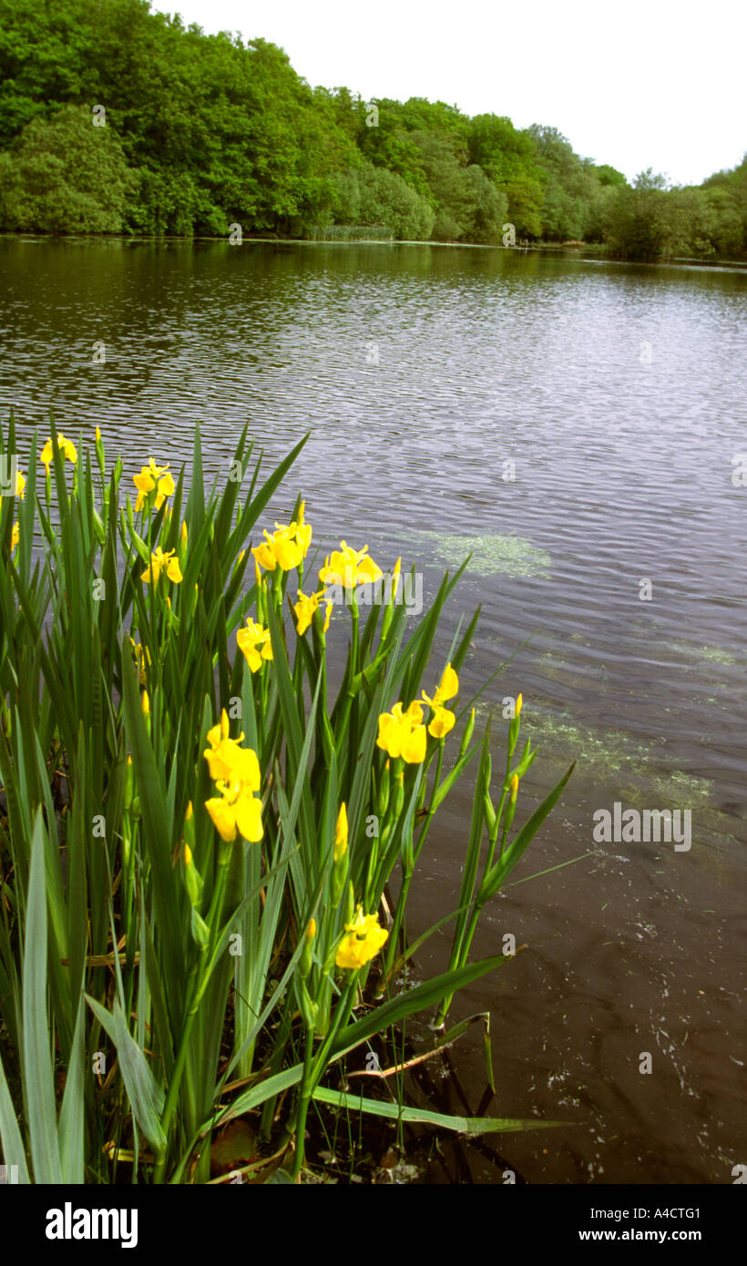 Hampshire New Forest Eyeworth Teich in der Nähe von Fritham Stockfoto